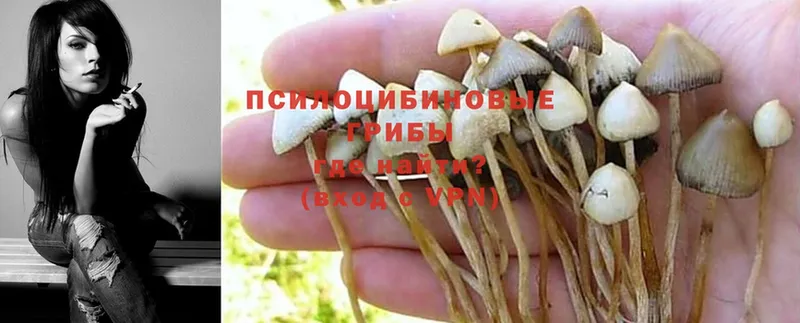 Галлюциногенные грибы Psilocybine cubensis  закладки  Кологрив 